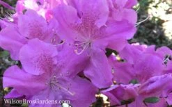 Autumn Lilac Encore Azalea - 1 Gallon Pot 13 Autumn Lilac Encore Azalea - 1 Gallon Pot -Bush Sale Shop Encore Azalea Autumn Lilac 7