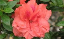 Autumn Monarch Encore Azalea - 2 Gallon Pot 9 Autumn Monarch Encore Azalea - 2 Gallon Pot -Bush Sale Shop Encore Azalea Autumn Monarch 4 50 1
