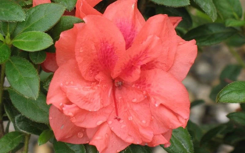Autumn Monarch Encore Azalea - 2 Gallon Pot 6 Autumn Monarch Encore Azalea - 2 Gallon Pot - Image 4