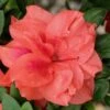 Autumn Monarch Encore Azalea - 2 Gallon Pot 1 Autumn Monarch Encore Azalea - 2 Gallon Pot -Bush Sale Shop Encore Azalea Autumn Monarch 500x750 2
