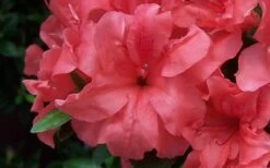 Autumn Princess Encore Azalea - 1 Gallon Pot -Bush Sale Shop Encore Azalea Autumn Princess