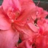 Autumn Princess Encore Azalea - 1 Gallon Pot -Bush Sale Shop Encore Azalea Autumn Princess 500x750 1