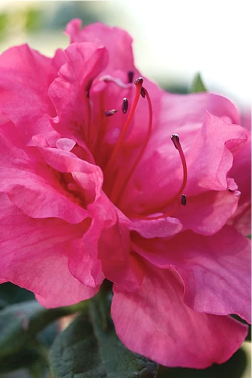 Autumn Rouge Encore Azalea - 1 Gallon Pot 3 Autumn Rouge Encore Azalea - 1 Gallon Pot