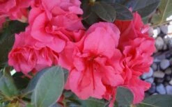 Autumn Rouge Encore Azalea - 1 Gallon Pot 11 Autumn Rouge Encore Azalea - 1 Gallon Pot -Bush Sale Shop Encore Azalea Autumn Rouge 5