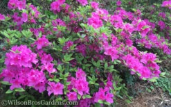 Autumn Royalty Encore Azalea - 2 Gallon Pot -Bush Sale Shop Encore Azalea Autumn Royalty 50