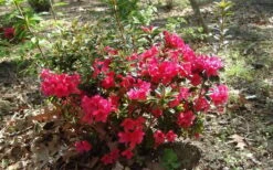 Autumn Ruby Encore Azalea - 1 Gallon Pot -Bush Sale Shop Encore Azalea Autumn Ruby 5