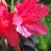 Autumn Ruby Encore Azalea - 1 Gallon Pot -Bush Sale Shop Encore Azalea Autumn Ruby 500x750 1