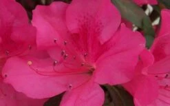 Autumn Sangria Encore Azalea - 2 Gallon Pot 9 Autumn Sangria Encore Azalea - 2 Gallon Pot -Bush Sale Shop Encore Azalea Autumn Sangria 5