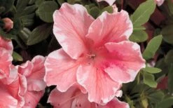Autumn Sunburst Encore Azalea - 6 Pack Of 1 Gallon Pots 9 Autumn Sunburst Encore Azalea - 6 Pack Of 1 Gallon Pots -Bush Sale Shop Encore Azalea Autumn Sunburst 5