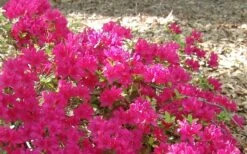 Autumn Sundance Encore Azalea - 1 Gallon Pot 10 Autumn Sundance Encore Azalea - 1 Gallon Pot -Bush Sale Shop Encore Azalea Autumn Sundance 50