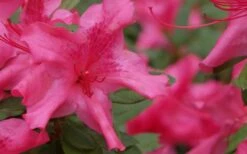 Autumn Sundance Encore Azalea - 1 Gallon Pot 11 Autumn Sundance Encore Azalea - 1 Gallon Pot -Bush Sale Shop Encore Azalea Autumn Sundance 51
