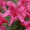 Autumn Sundance Encore Azalea - 1 Gallon Pot 1 Autumn Sundance Encore Azalea - 1 Gallon Pot -Bush Sale Shop Encore Azalea Autumn Sundance Rev 500x750 1