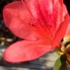 Autumn Sunset Encore Azalea - 1 Gallon Pot -Bush Sale Shop Encore Azalea Autumn Sunset 2 500x750 1