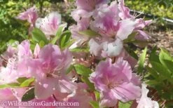 Autumn Sweetheart Encore Azalea - 1 Gallon Pot 9 Autumn Sweetheart Encore Azalea - 1 Gallon Pot -Bush Sale Shop Encore Azalea Autumn Sweetheart 51