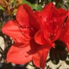 Autumn Bravo Encore Azalea - 2 Gallon Pot 2 Autumn Bravo Encore Azalea - 2 Gallon Pot -Bush Sale Shop Encore Azalea Autumn UNKNOWN 2 500x750 2
