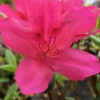 Autumn Carnival Encore Azalea - 2 Gallon Pot 2 Autumn Carnival Encore Azalea - 2 Gallon Pot -Bush Sale Shop Encore Azalea Autumn UNKNOWN 4 500x750 1