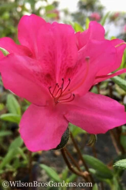 Autumn Carnival Encore Azalea - 2 Gallon Pot