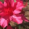 Autumn Sangria Encore Azalea - 2 Gallon Pot 2 Autumn Sangria Encore Azalea - 2 Gallon Pot -Bush Sale Shop Encore Azalea Autumn UNKNOWN 500x750 1