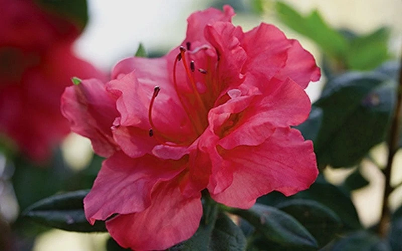 Autumn Rouge Encore Azalea - 1 Gallon Pot 6 Autumn Rouge Encore Azalea - 1 Gallon Pot - Image 4