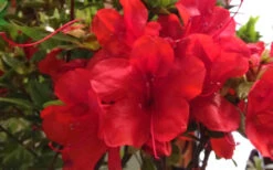 Autumn Bravo Encore Azalea - 2 Gallon Pot 9 Autumn Bravo Encore Azalea - 2 Gallon Pot -Bush Sale Shop Encore Azalea Bravo 1 1
