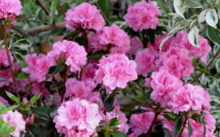 Autumn Carnation Encore Azalea - 6 Pack Of 1 Gallon Pots 9 Autumn Carnation Encore Azalea - 6 Pack Of 1 Gallon Pots -Bush Sale Shop Encore Azalea Carnation 1 1
