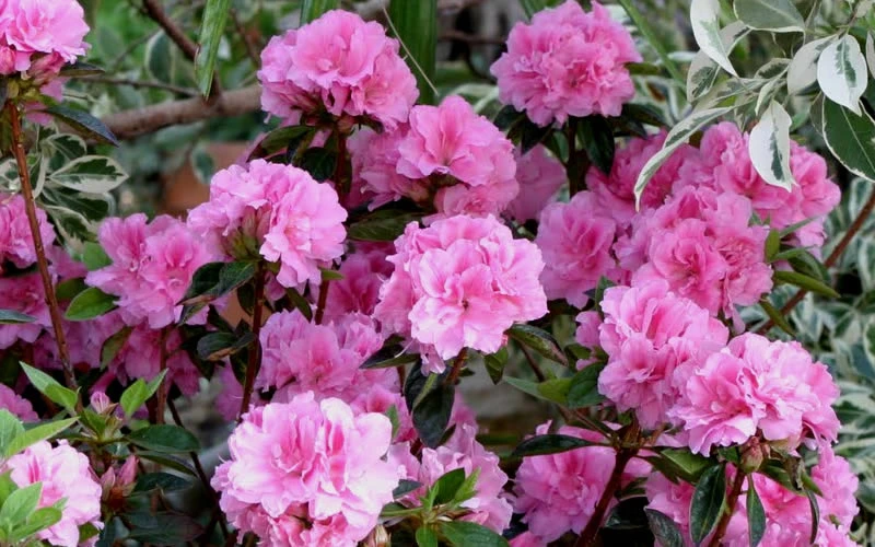 Autumn Carnation Encore Azalea - 6 Pack Of 1 Gallon Pots 6 Autumn Carnation Encore Azalea - 6 Pack Of 1 Gallon Pots - Image 4