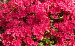 Autumn Cheer Encore Azalea - 1 Gallon Pot -Bush Sale Shop Encore Azalea Cheer 1