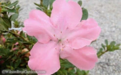 Autumn Debutante Encore Azalea - 2 Gallon Pot -Bush Sale Shop Encore Azalea Debutante 3 50 2
