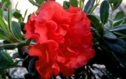 Autumn Embers Encore Azalea - 3 Gallon Pot 12 Autumn Embers Encore Azalea - 3 Gallon Pot -Bush Sale Shop Encore Azalea Embers 1 1