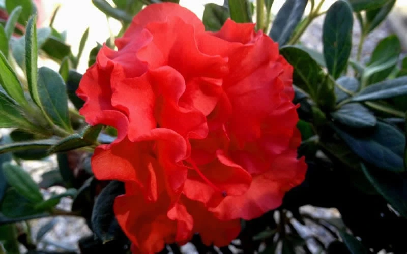 Autumn Embers Encore Azalea - 3 Gallon Pot 7 Autumn Embers Encore Azalea - 3 Gallon Pot - Image 5