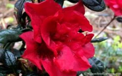 Autumn Fire Encore Azalea - 1 Gallon Pot 13 Autumn Fire Encore Azalea - 1 Gallon Pot -Bush Sale Shop Encore Azalea Fire