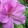 Autumn Lilac Encore Azalea - 1 Gallon Pot 1 Autumn Lilac Encore Azalea - 1 Gallon Pot -Bush Sale Shop Encore Azalea Lilac 2 500x750 1