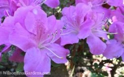 Autumn Lilac Encore Azalea - 1 Gallon Pot 11 Autumn Lilac Encore Azalea - 1 Gallon Pot -Bush Sale Shop Encore Azalea Lilac 8