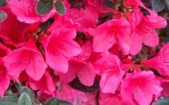 Autumn Ruby Encore Azalea - 1 Gallon Pot -Bush Sale Shop Encore Azalea Ruby