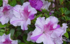 Autumn Twist Encore Azalea - 2 Gallon Pot 10 Autumn Twist Encore Azalea - 2 Gallon Pot -Bush Sale Shop Encore Azalea Twist 1