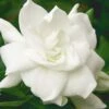 August Beauty Gardenia - 2.5 Quart Pot 1 August Beauty Gardenia - 2.5 Quart Pot -Bush Sale Shop Gardenia August Beauty 5 500x750 5