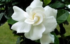 August Beauty Gardenia - 6 Pack Of 1 Gallon Pots 12 August Beauty Gardenia - 6 Pack Of 1 Gallon Pots -Bush Sale Shop Gardenia August Beauty Flower Closeup 2
