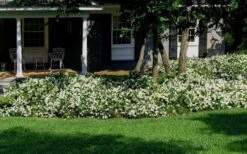 Radicans Creeping Dwarf Gardenia - 1 Gallon Pot 14 Radicans Creeping Dwarf Gardenia - 1 Gallon Pot -Bush Sale Shop Gardenia Creeping 20 1