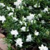 Radicans Creeping Dwarf Gardenia - 6 Pack Of 1 Gallon Pots 1 Radicans Creeping Dwarf Gardenia - 6 Pack Of 1 Gallon Pots -Bush Sale Shop Gardenia Creeping 22