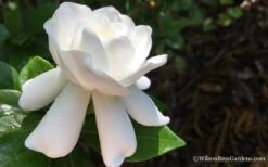 Crown Jewel Gardenia - 1 Gallon Pot 16 Crown Jewel Gardenia - 1 Gallon Pot -Bush Sale Shop Gardenia Crown Jewel 4