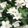 Hardy Fragrant Daisy Gardenia Bush - 1 Gallon Pot 1 Hardy Fragrant Daisy Gardenia Bush - 1 Gallon Pot -Bush Sale Shop Gardenia Daisy 20