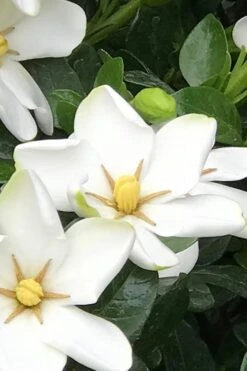 Hardy Fragrant Daisy Gardenia Bush - 1 Gallon Pot 12 Hardy Fragrant Daisy Gardenia Bush - 1 Gallon Pot -Bush Sale Shop Gardenia Daisy 21