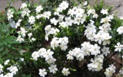 Hardy Fragrant Daisy Gardenia Bush - 6 Pack Of 1 Gallon Pots 13 Hardy Fragrant Daisy Gardenia Bush - 6 Pack Of 1 Gallon Pots -Bush Sale Shop Gardenia Daisy Blooms 2 1