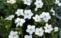 Hardy Fragrant Daisy Gardenia Bush - 1 Gallon Pot 15 Hardy Fragrant Daisy Gardenia Bush - 1 Gallon Pot -Bush Sale Shop Gardenia Daisy Blooms