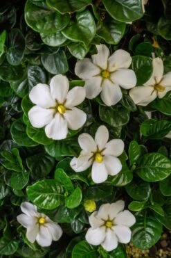 Diamond Spire Gardenia - 2 Gallon Pot 15 Diamond Spire Gardenia - 2 Gallon Pot -Bush Sale Shop Gardenia Diamond Spire 2