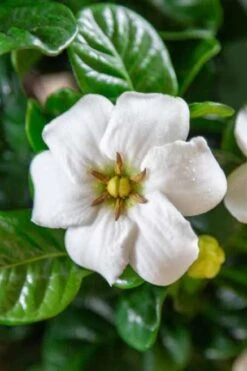 Diamond Spire Gardenia - 2 Gallon Pot 12 Diamond Spire Gardenia - 2 Gallon Pot -Bush Sale Shop Gardenia Diamond Spire 3