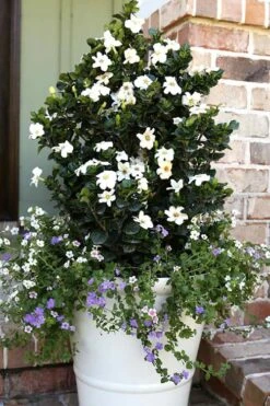 Diamond Spire Gardenia - 1 Gallon Pot 14 Diamond Spire Gardenia - 1 Gallon Pot -Bush Sale Shop Gardenia Diamond Spire 4 2