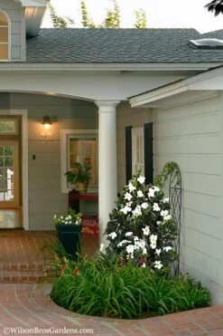 Diamond Spire Gardenia - 1 Gallon Pot 13 Diamond Spire Gardenia - 1 Gallon Pot -Bush Sale Shop Gardenia Diamond Spire 5 2