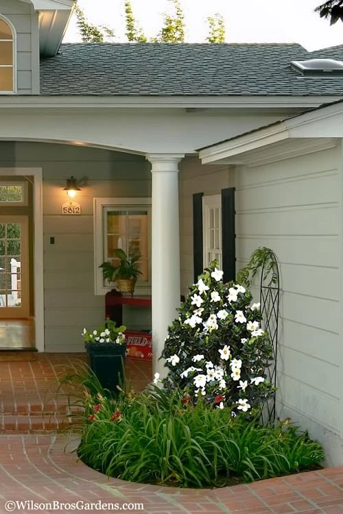 Diamond Spire Gardenia - 2 Gallon Pot 7 Diamond Spire Gardenia - 2 Gallon Pot - Image 5