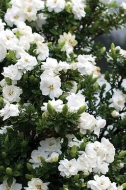 Double Mint Gardenia - 1 Gallon Pot 12 Double Mint Gardenia - 1 Gallon Pot -Bush Sale Shop Gardenia Double Mint 2 2